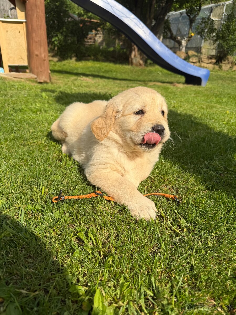 Zlatý retriever - 3