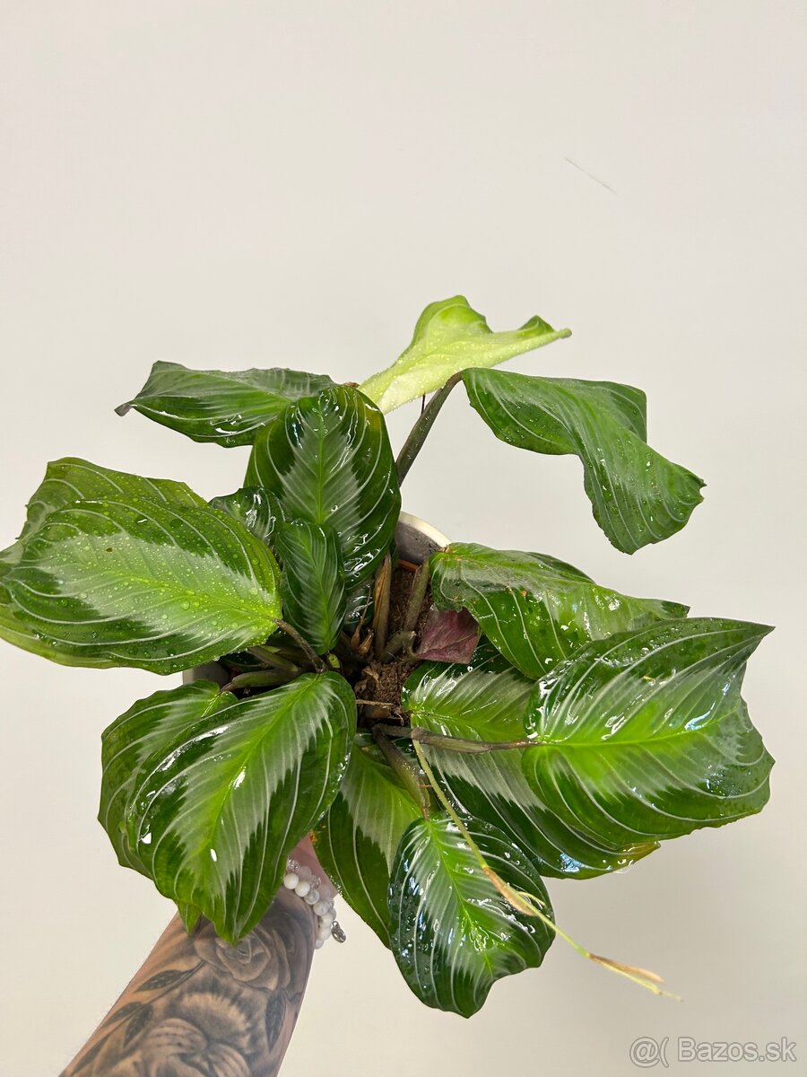 Maranta leuconeura ‘Silver Band’ - 3