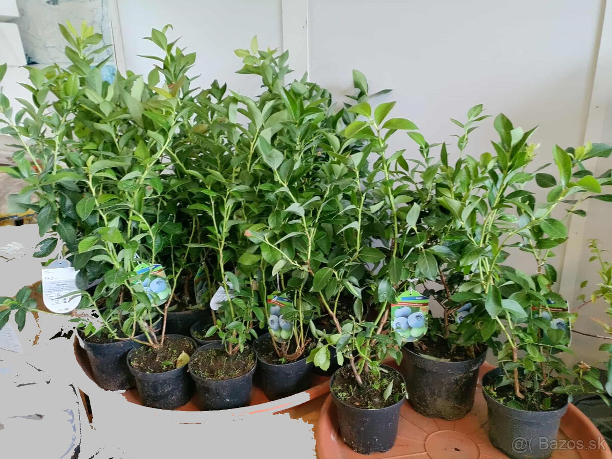 3ročné kanadské čučoriedky - 3