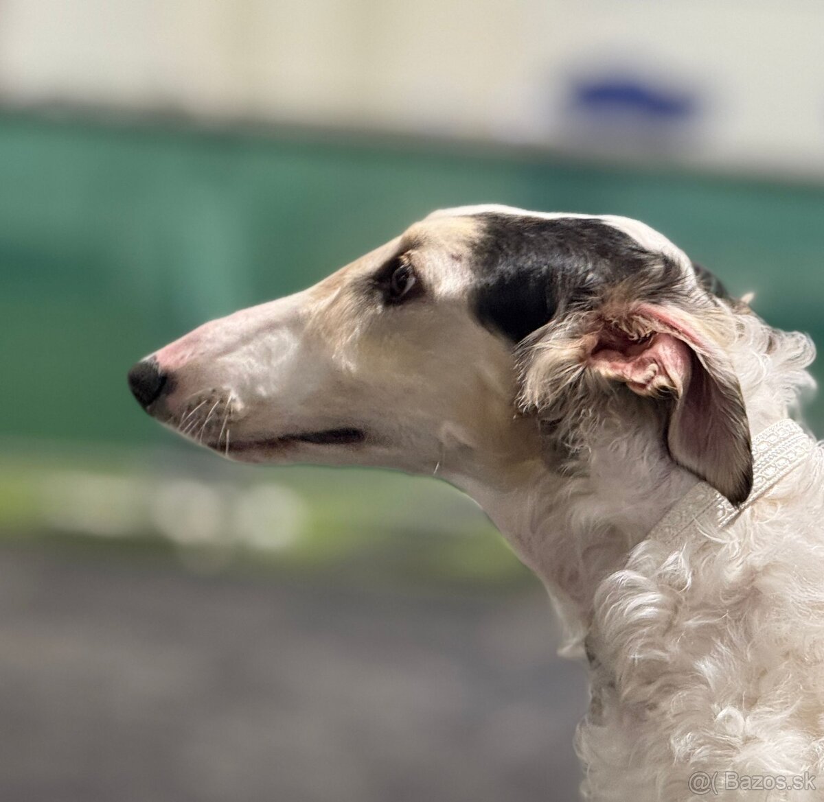 Ruský chrt Barzoj (borzoi) s PP - 3