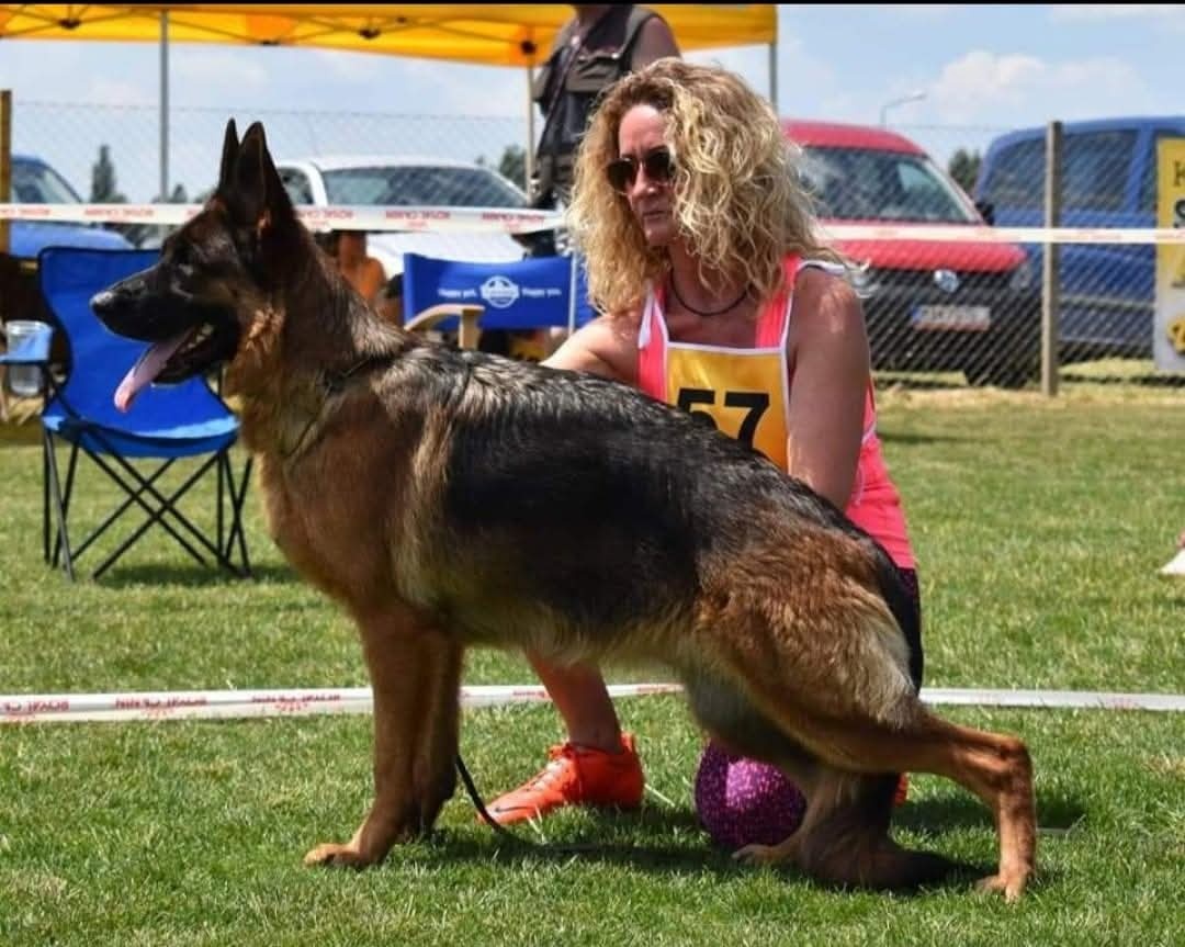 Nemecký ovčiak šteniatka - 3