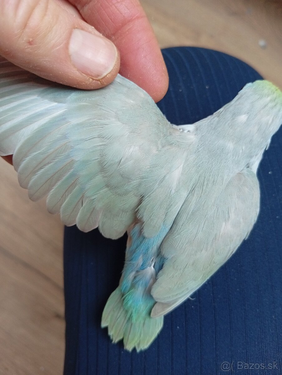 Forpus, papagájik šedokrídly - 3