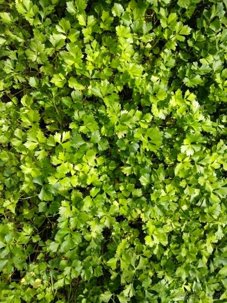 Priesady - 3