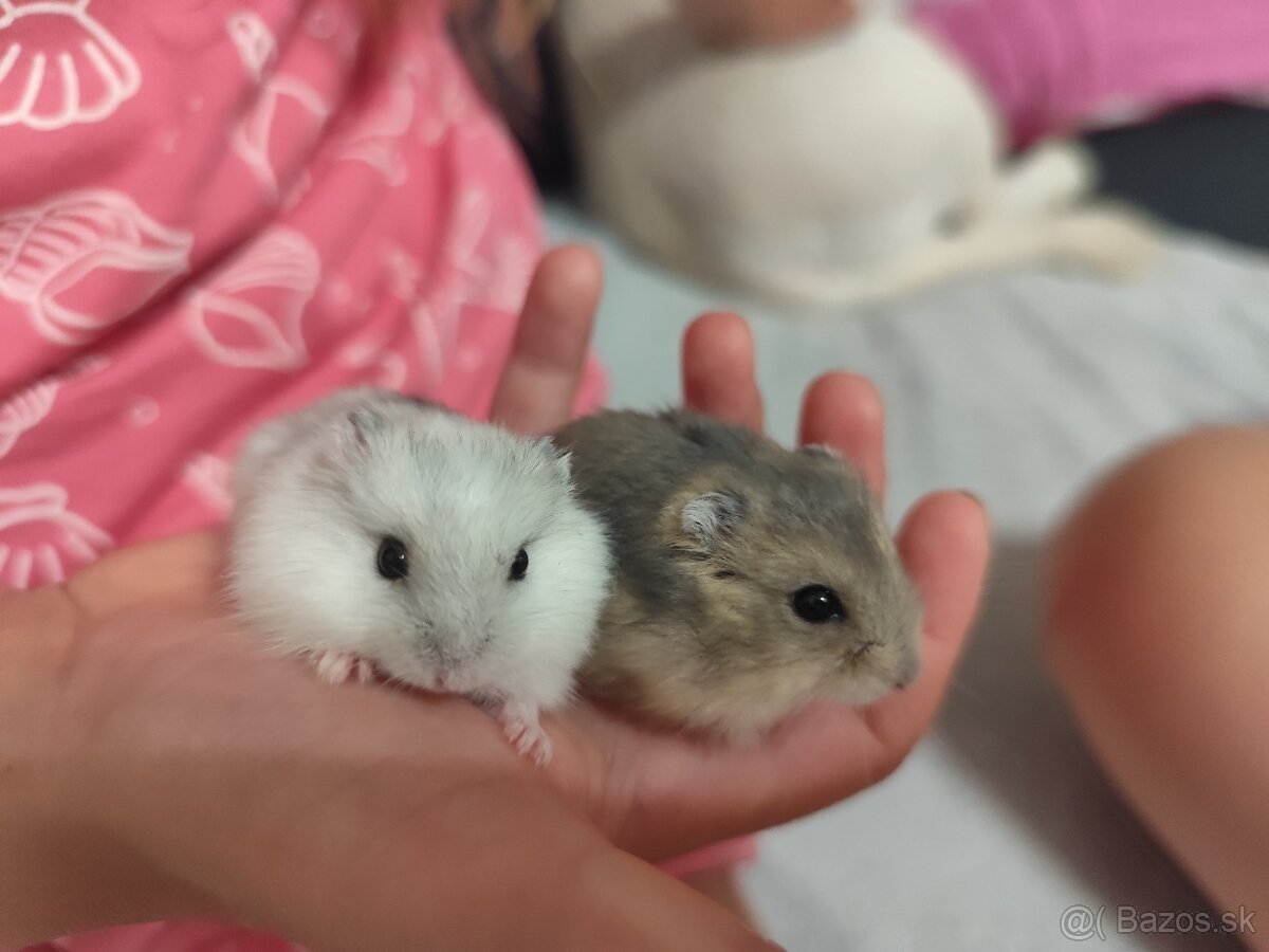 Dzungarsky škrečok - 3