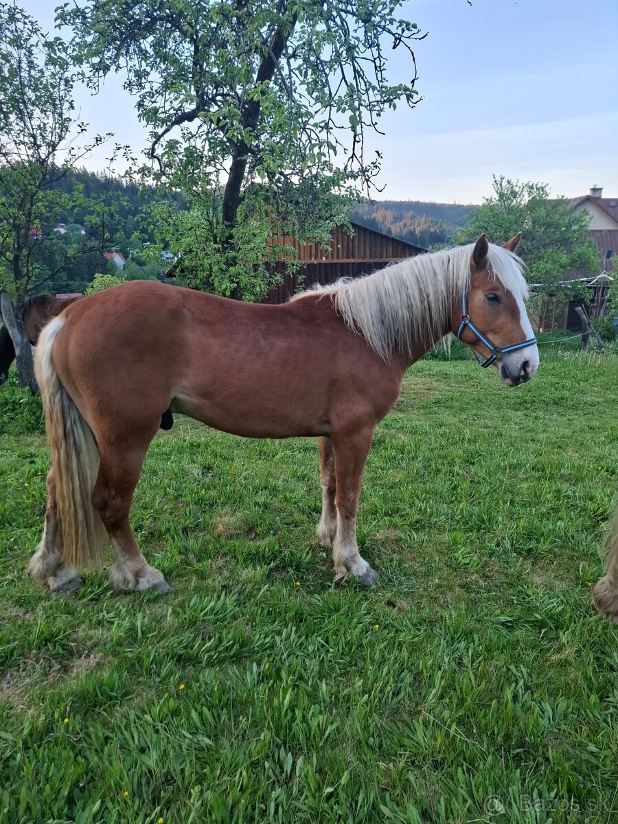 3 ročný zrebec - 3
