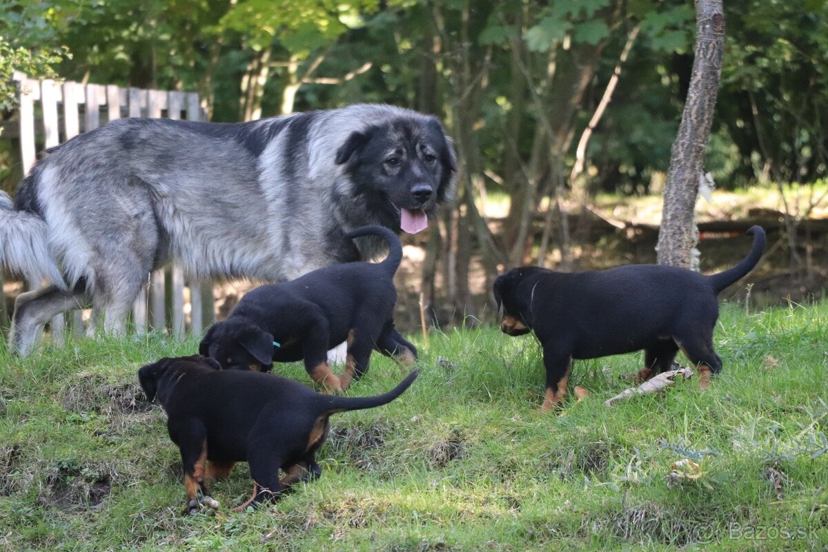 Beauceron s PP - 3