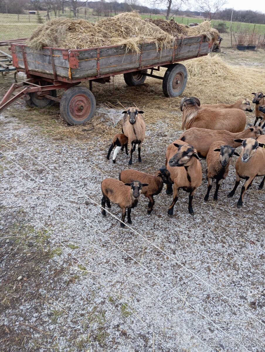 Predám kamerunske ovce - 3