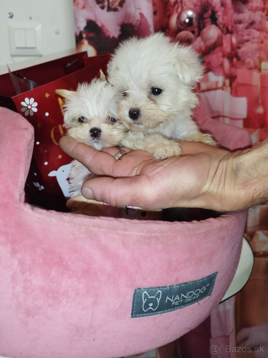 Mini maltezak šteniatka - 3