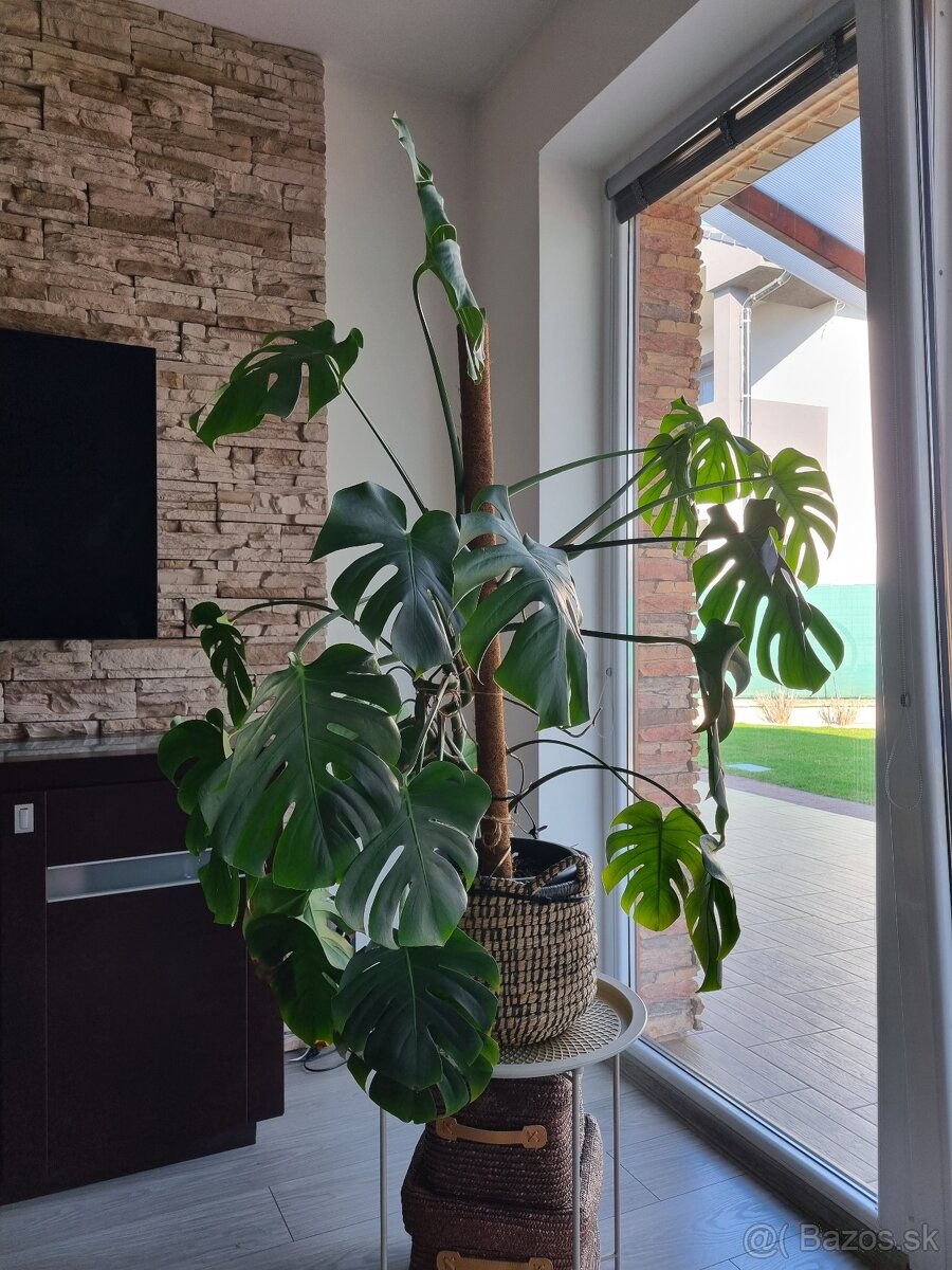 Monstera Deliciosa - 3