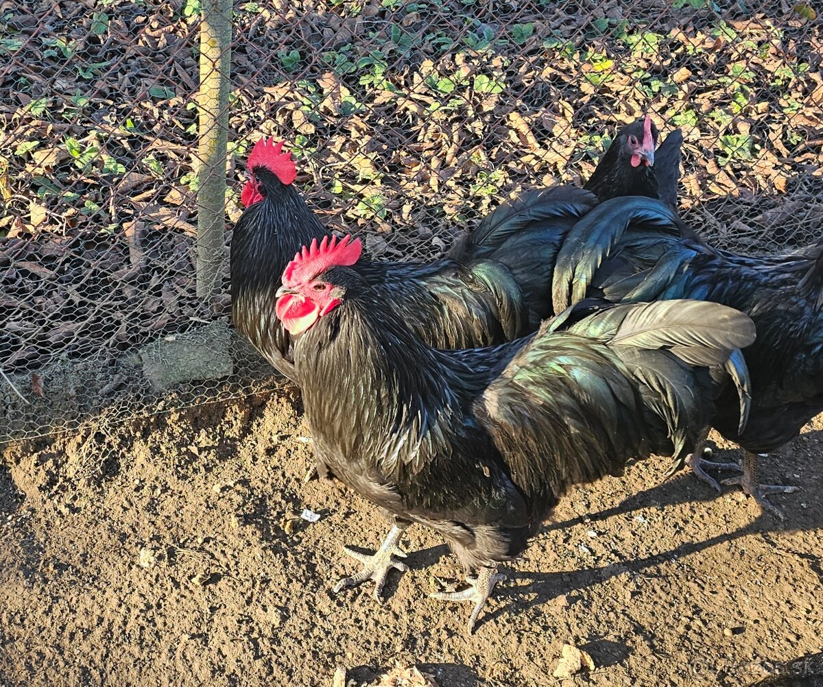 Australorpka - 3