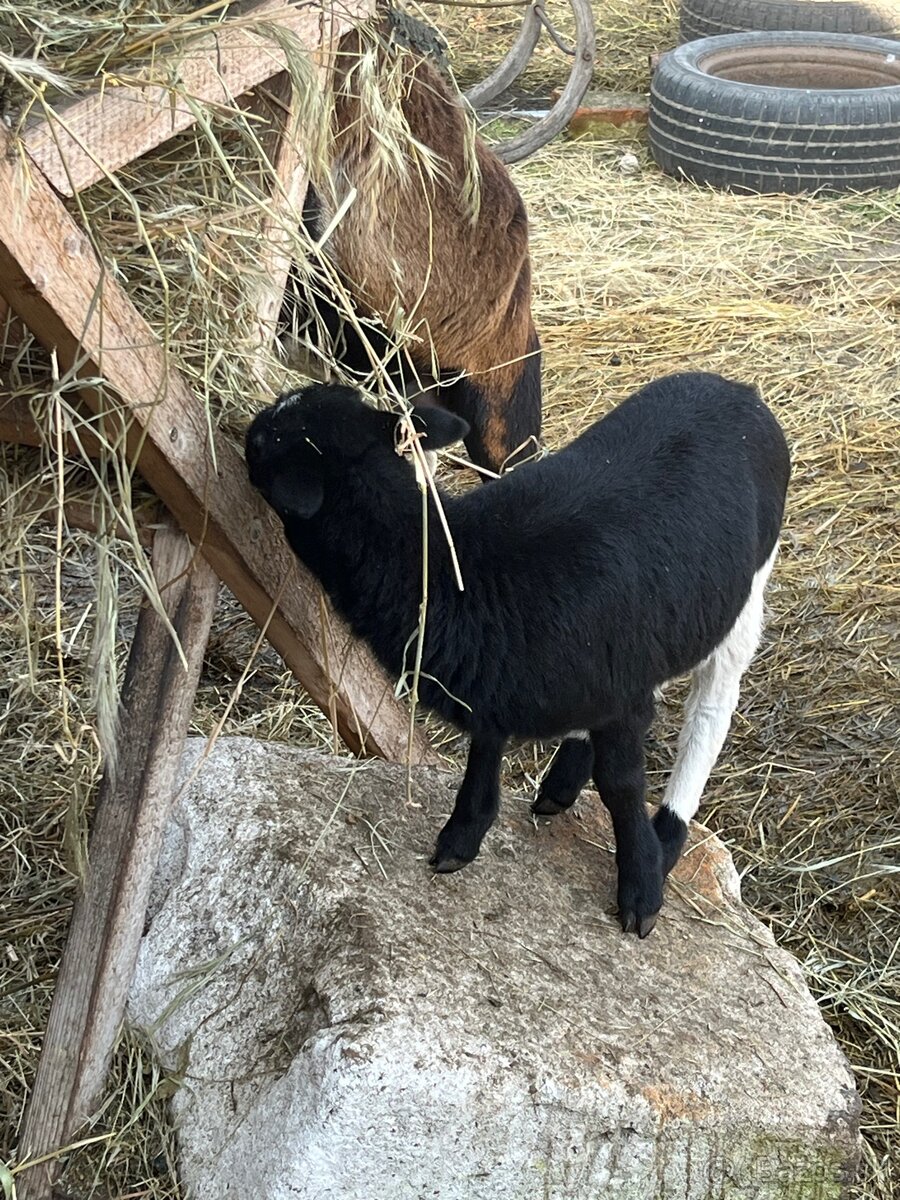 Baran,kamerunska koza - 3