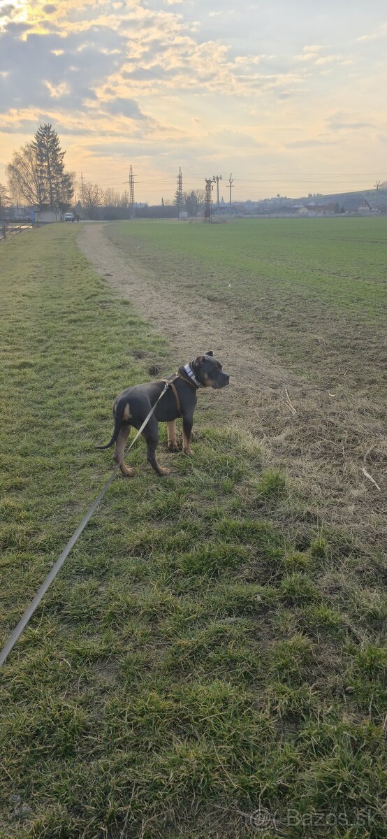 American bully xl - 3