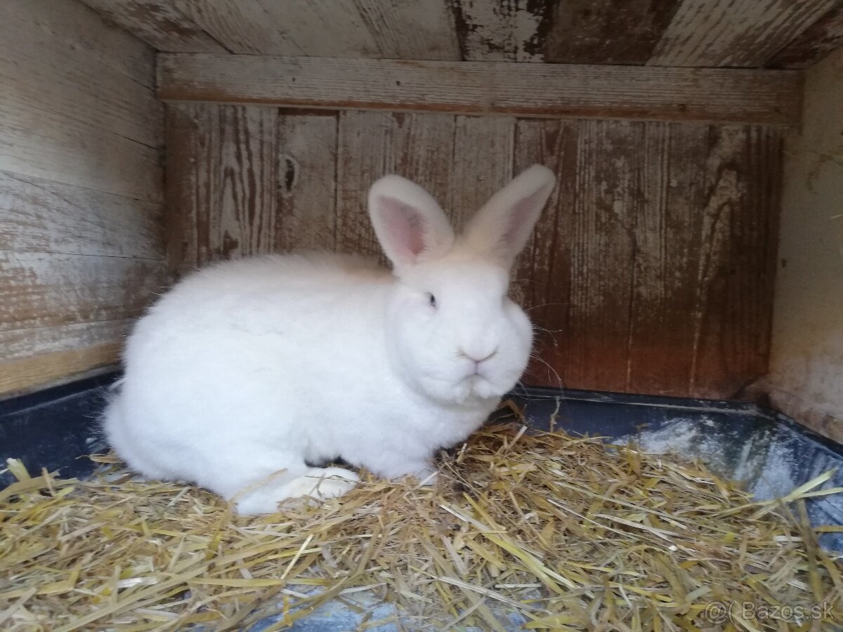 Viedenský biely - 3