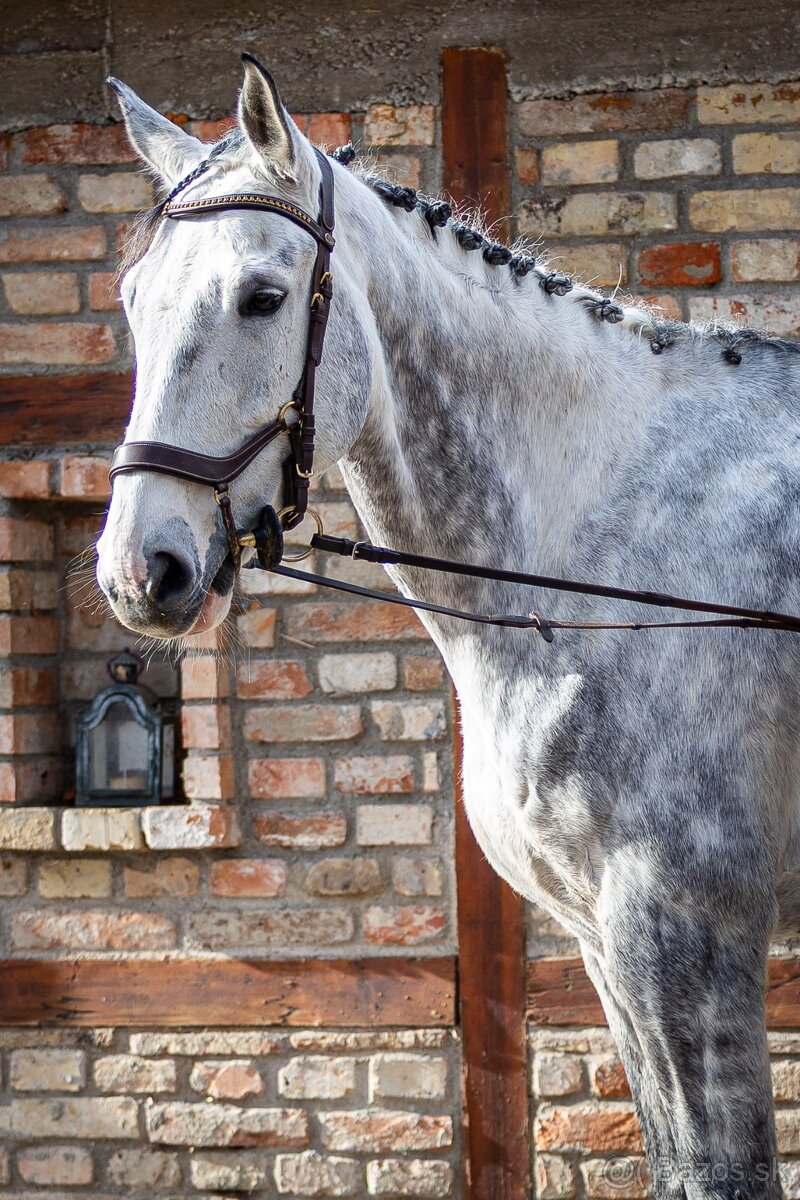 predam KWPN kobylu - 3