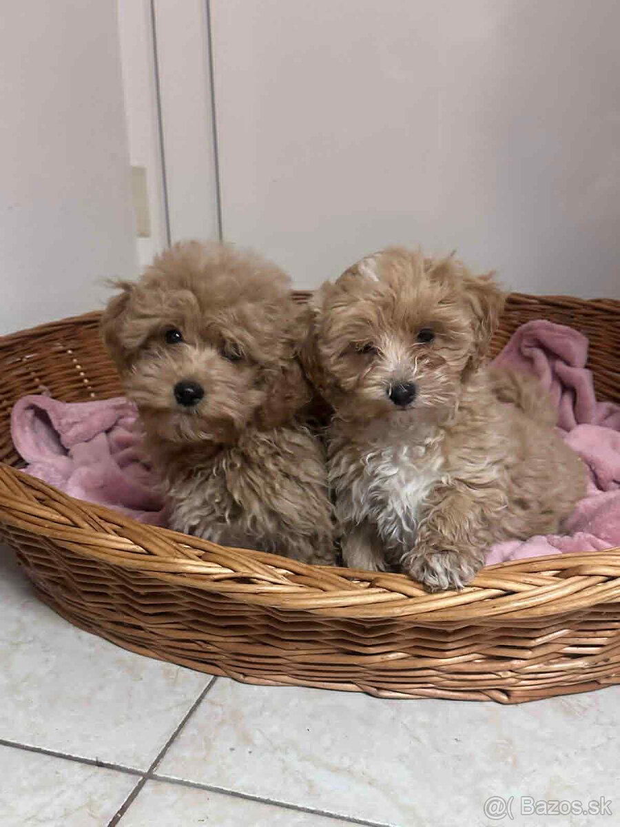 Maltipoo, pudel, pudlik, maltezak - 3