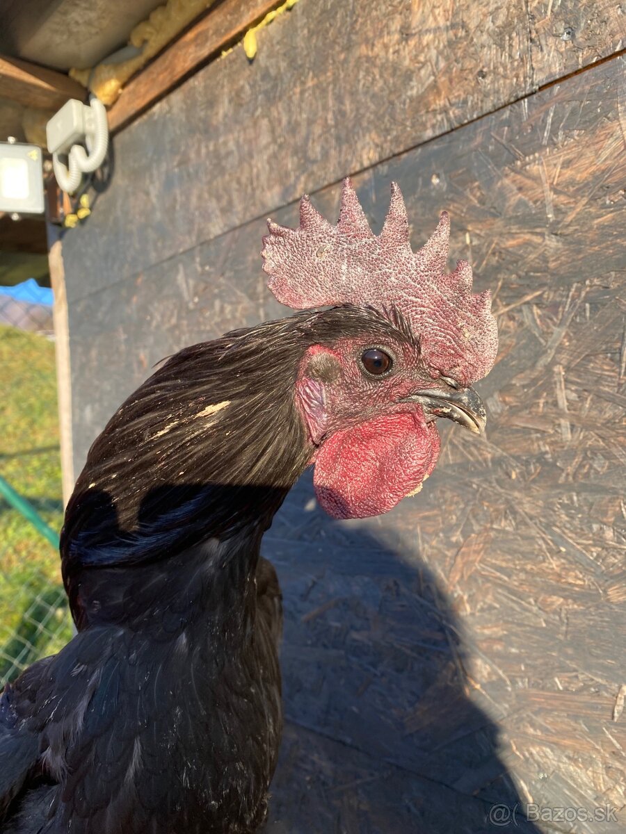 Ayam Cemani kohuti - 3