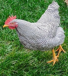 Ponukam kohúty Amrox alebo Hempšir - 3