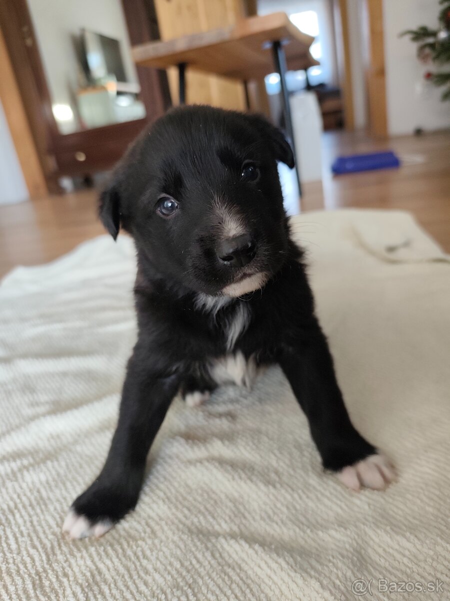 Darujem šteniatka - 3