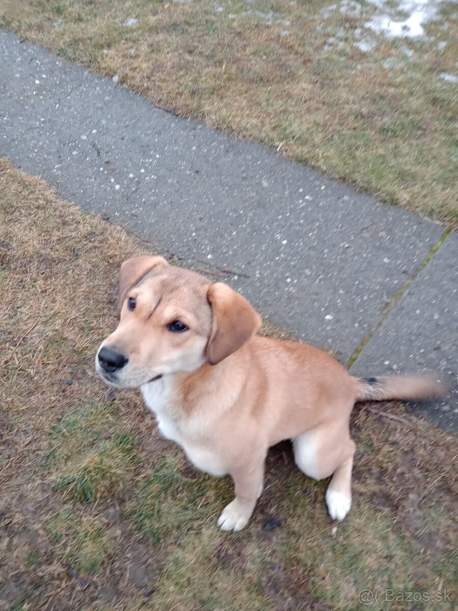 Darujem šteniatko fenku. - 3