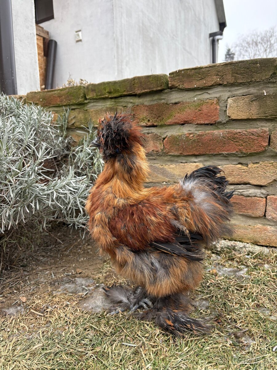 Kohútik- hodvabnička USA - 3