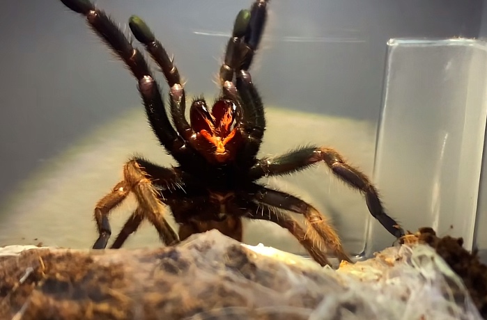 Tarantula,vtackar - 3