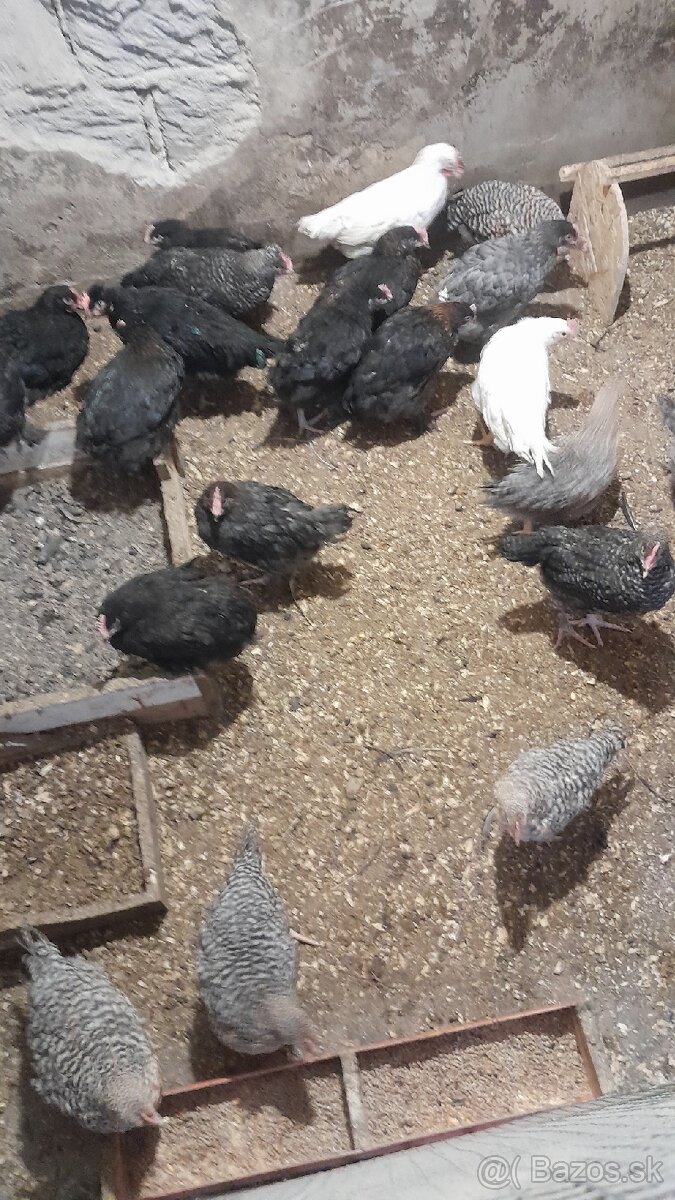 Predám kohutikov. - 3