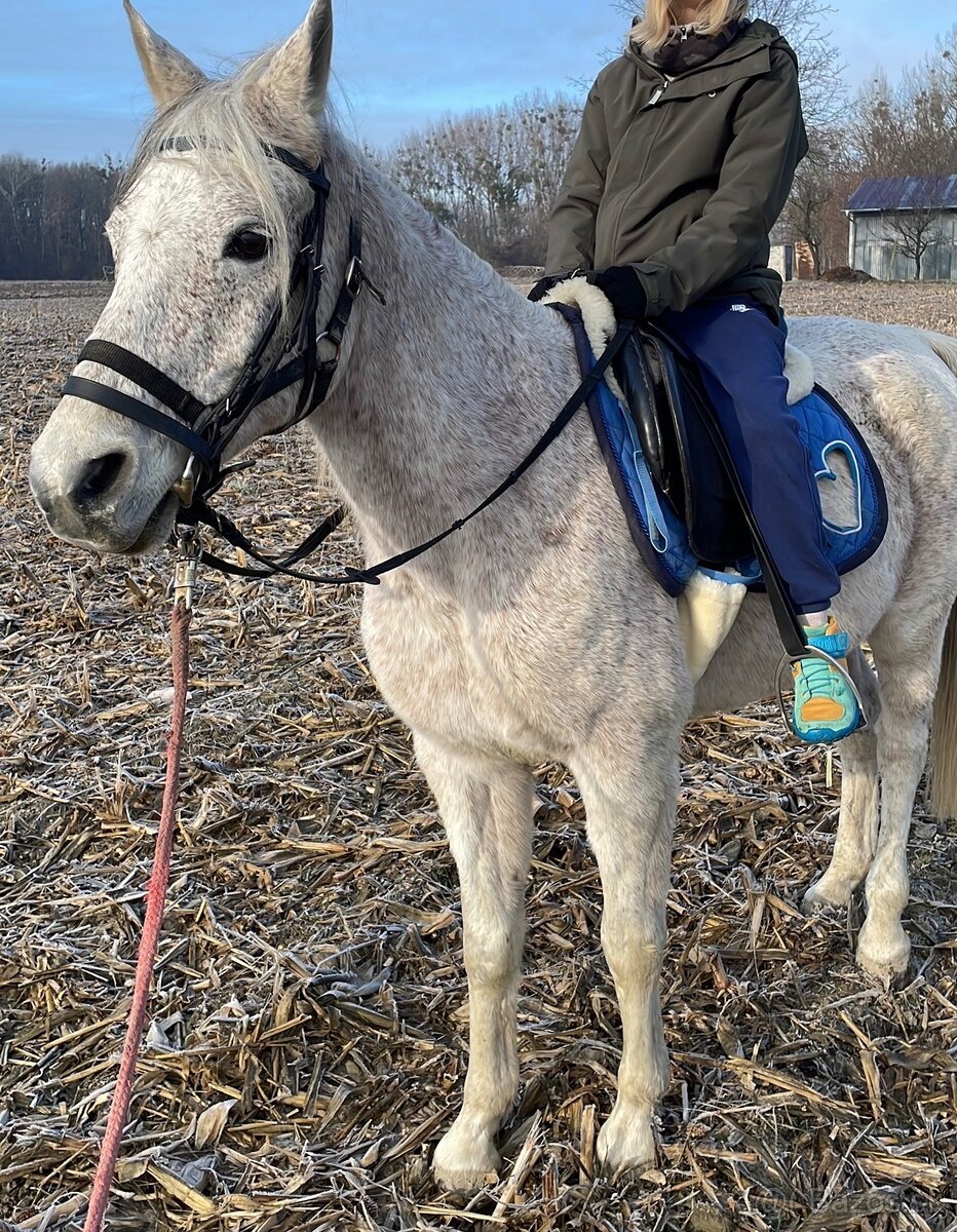 Arabsky plnokrvník - 3