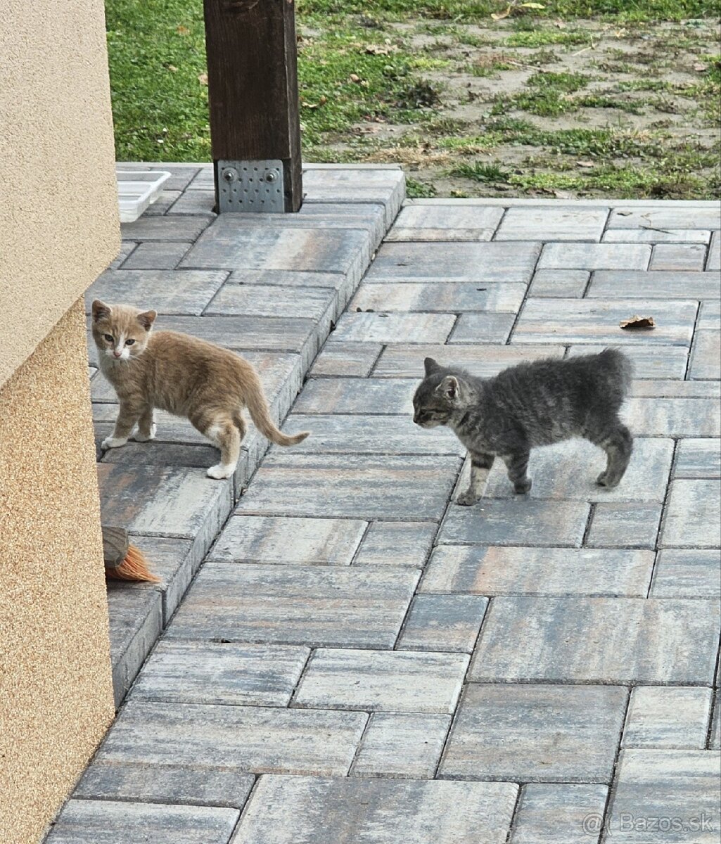 Mačiatka - 3