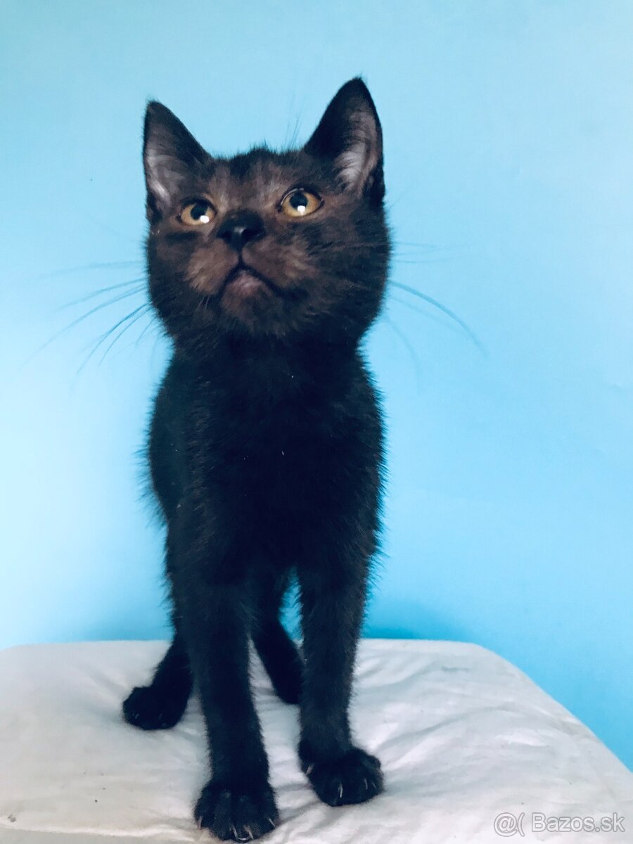 SHAGGY SI HĽADÁ DOMOV VO VNÚTRI - 3