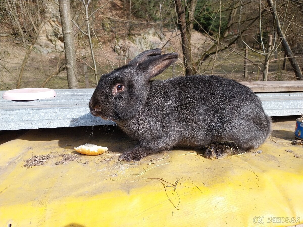 Predam králiky - 3
