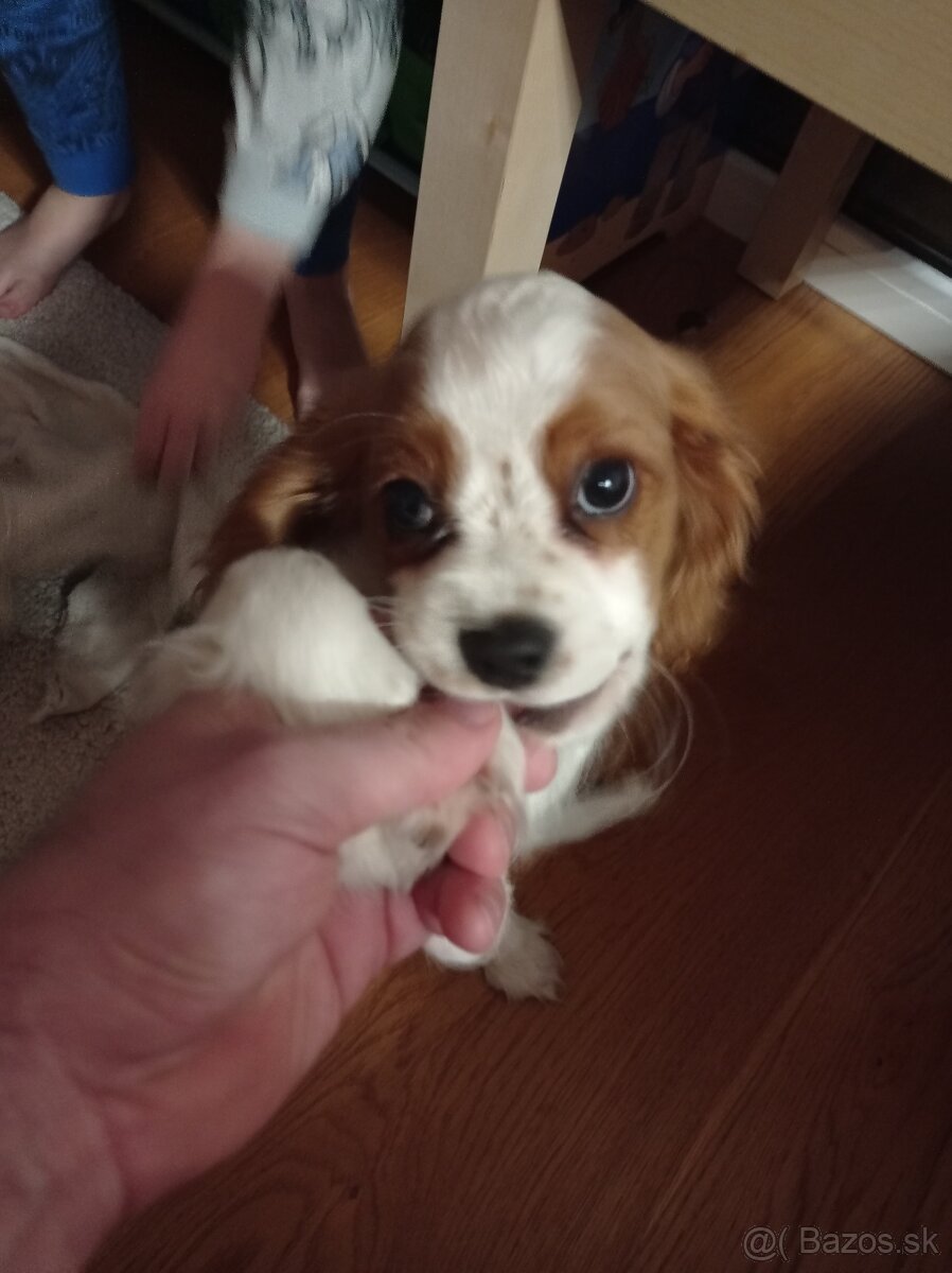 Cavalier king Charles spaniel - 3
