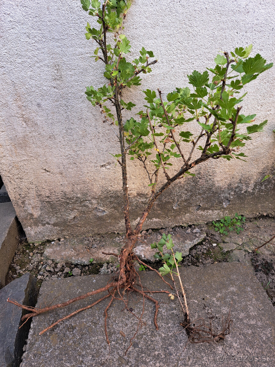 Ríbezle, egreš - 3