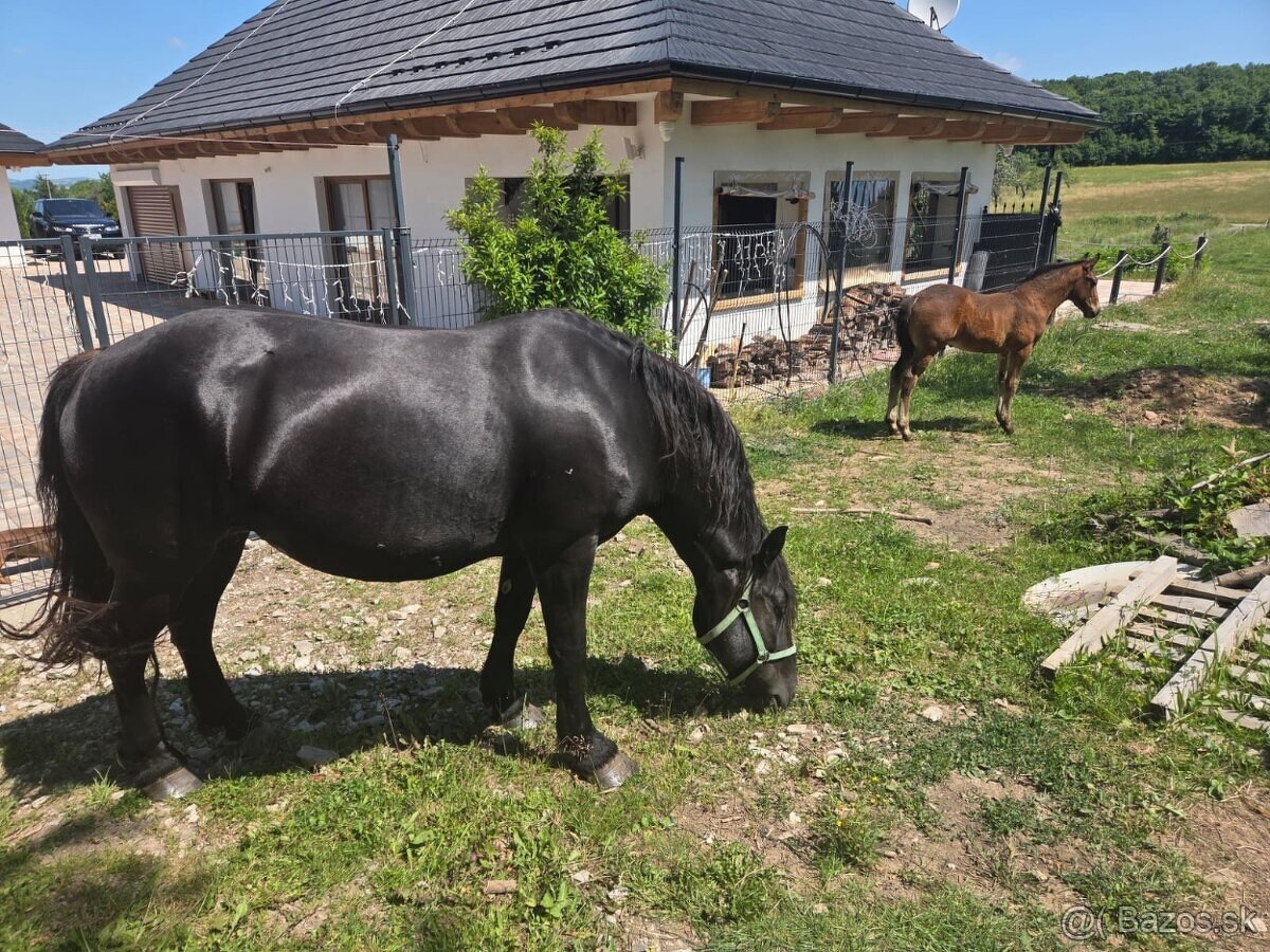 Tazna kobyla - 3