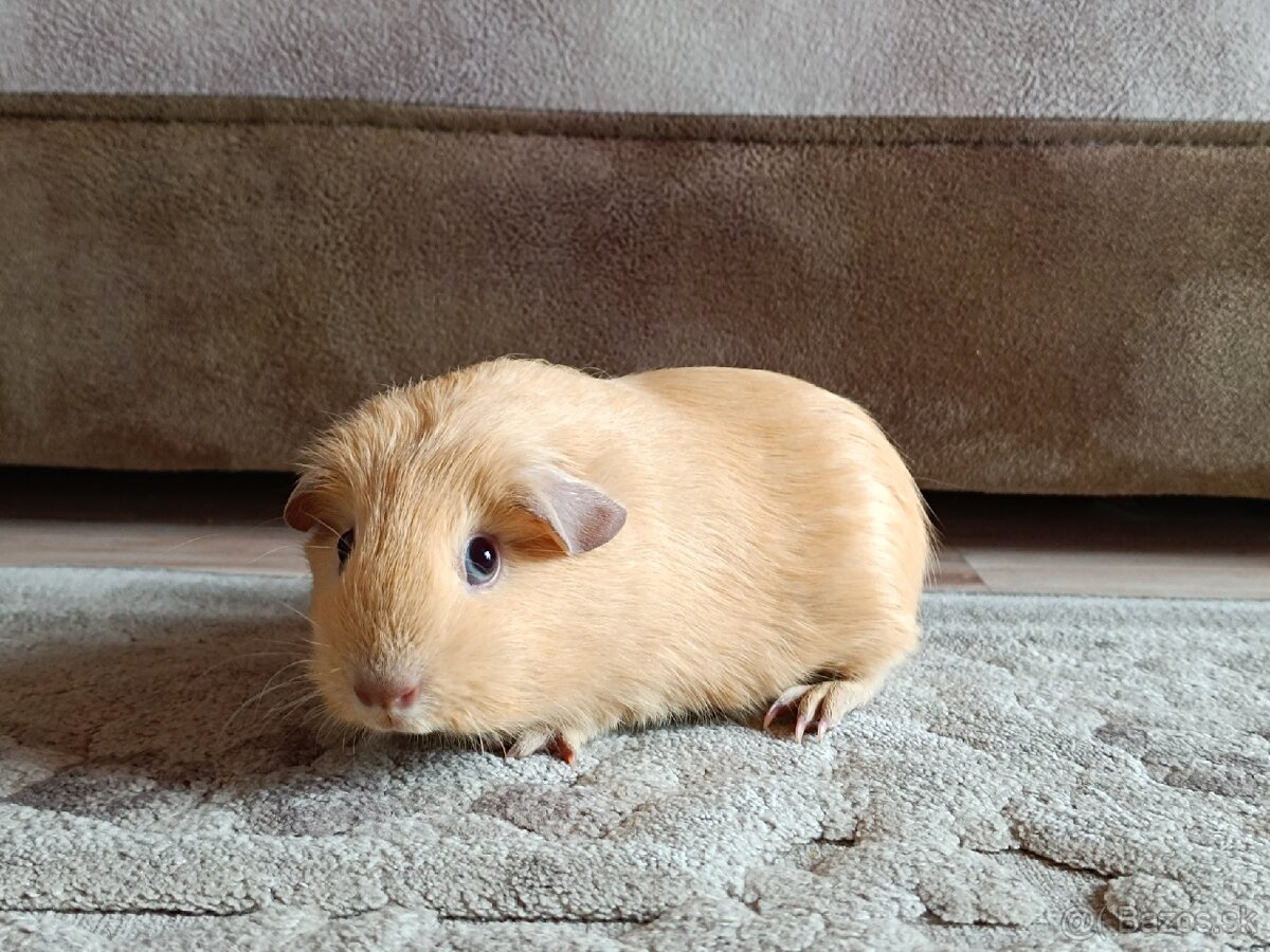 Morča,Morské prasiatko - 3