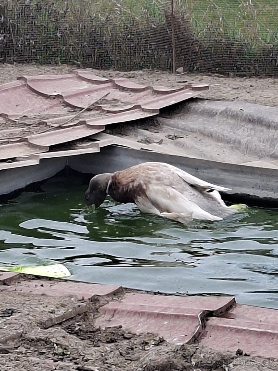 Nasadové vajíčka - 3