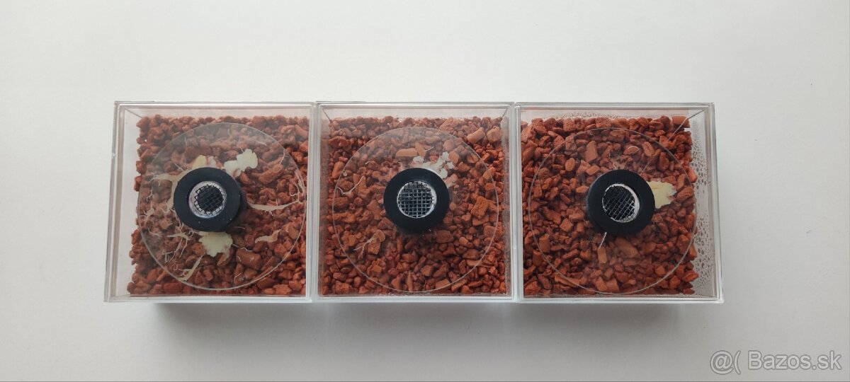 GRINDAL (Enchytraeus Buchholzi) - 3