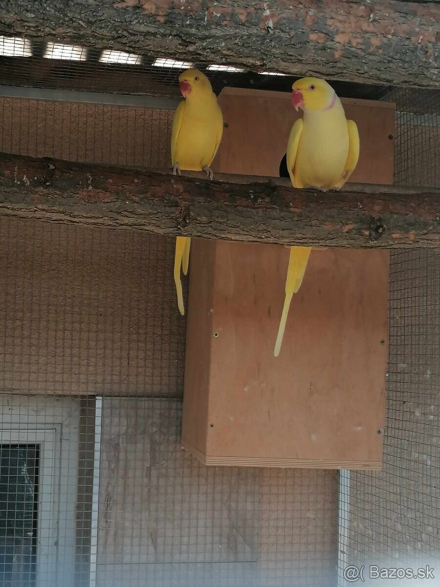 Alexander malý žltý,Samička posledný kus. - 3