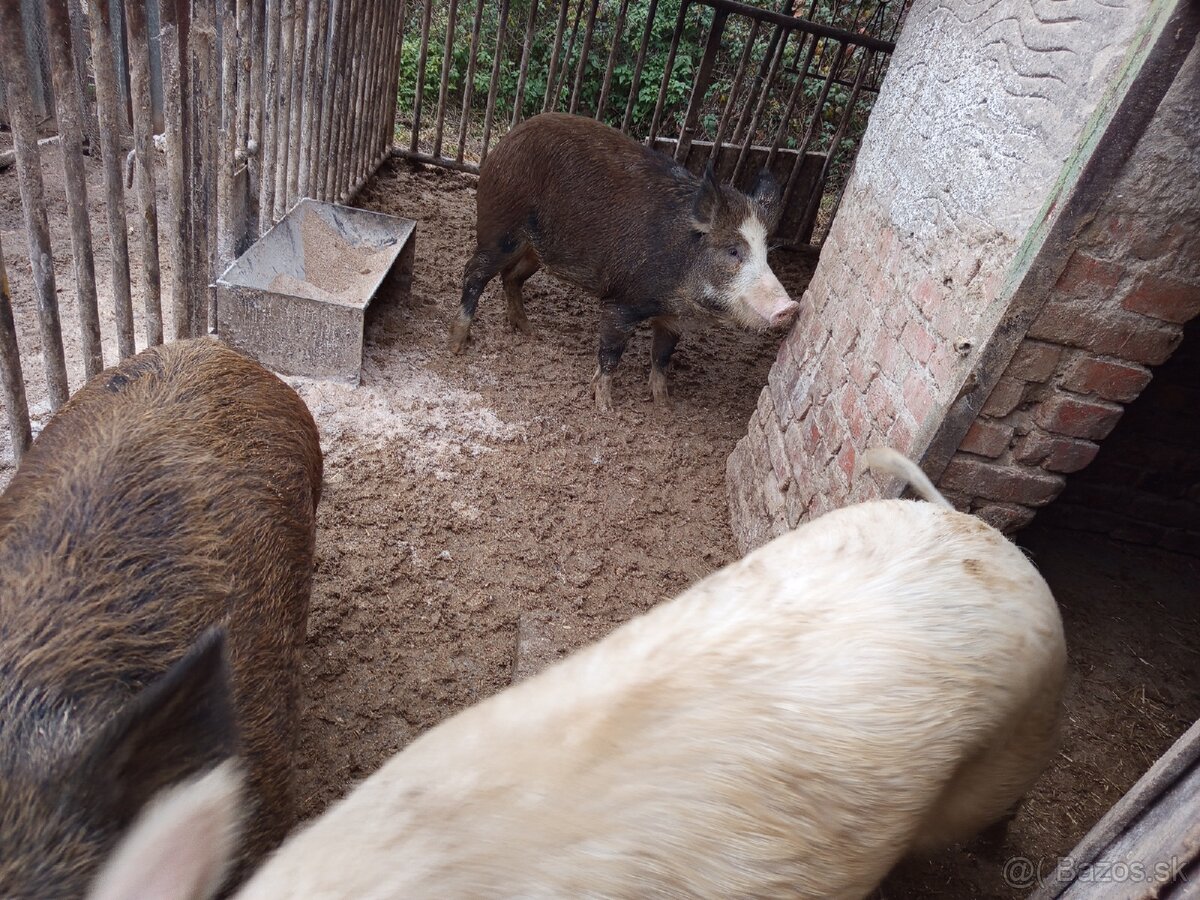 Durok prasa na zabitie 130kg - 3