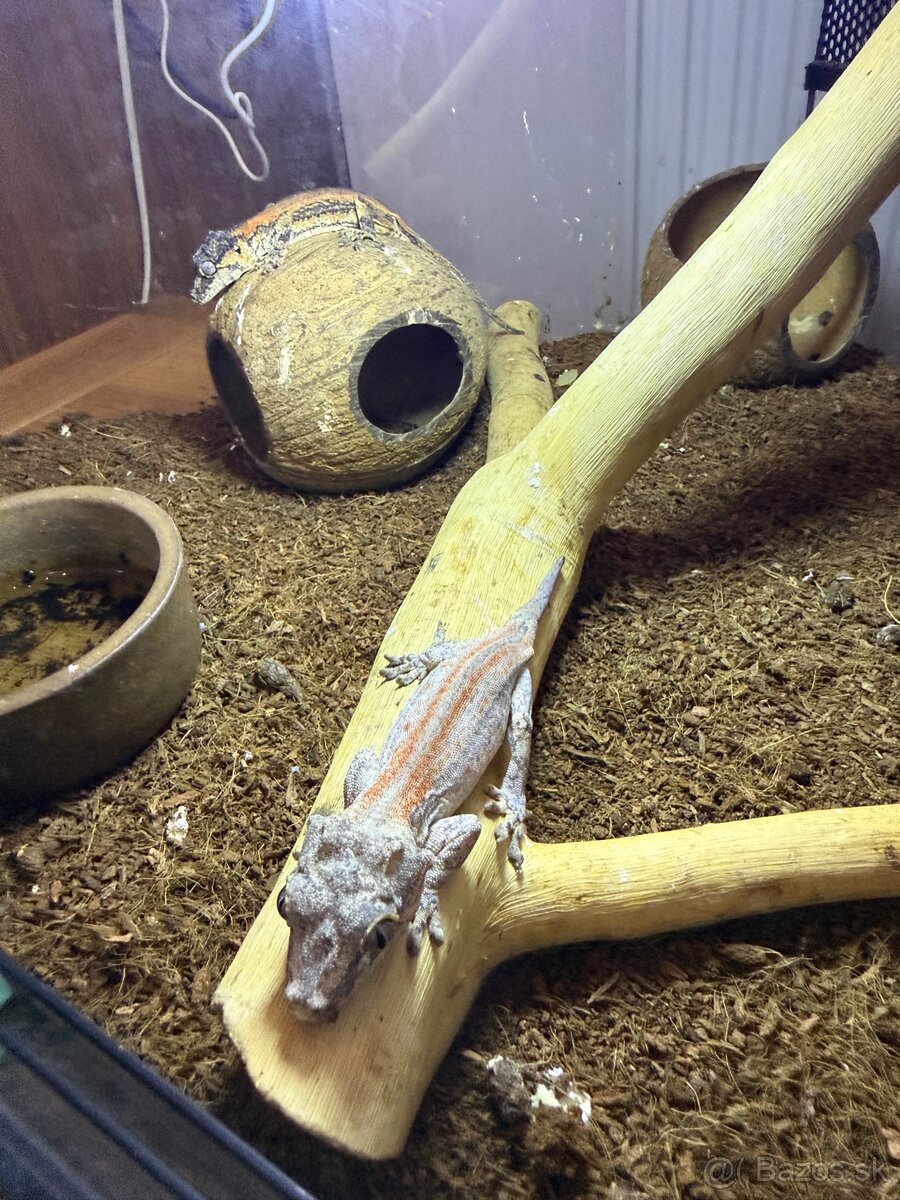 Gekón 2x + terarium - 3