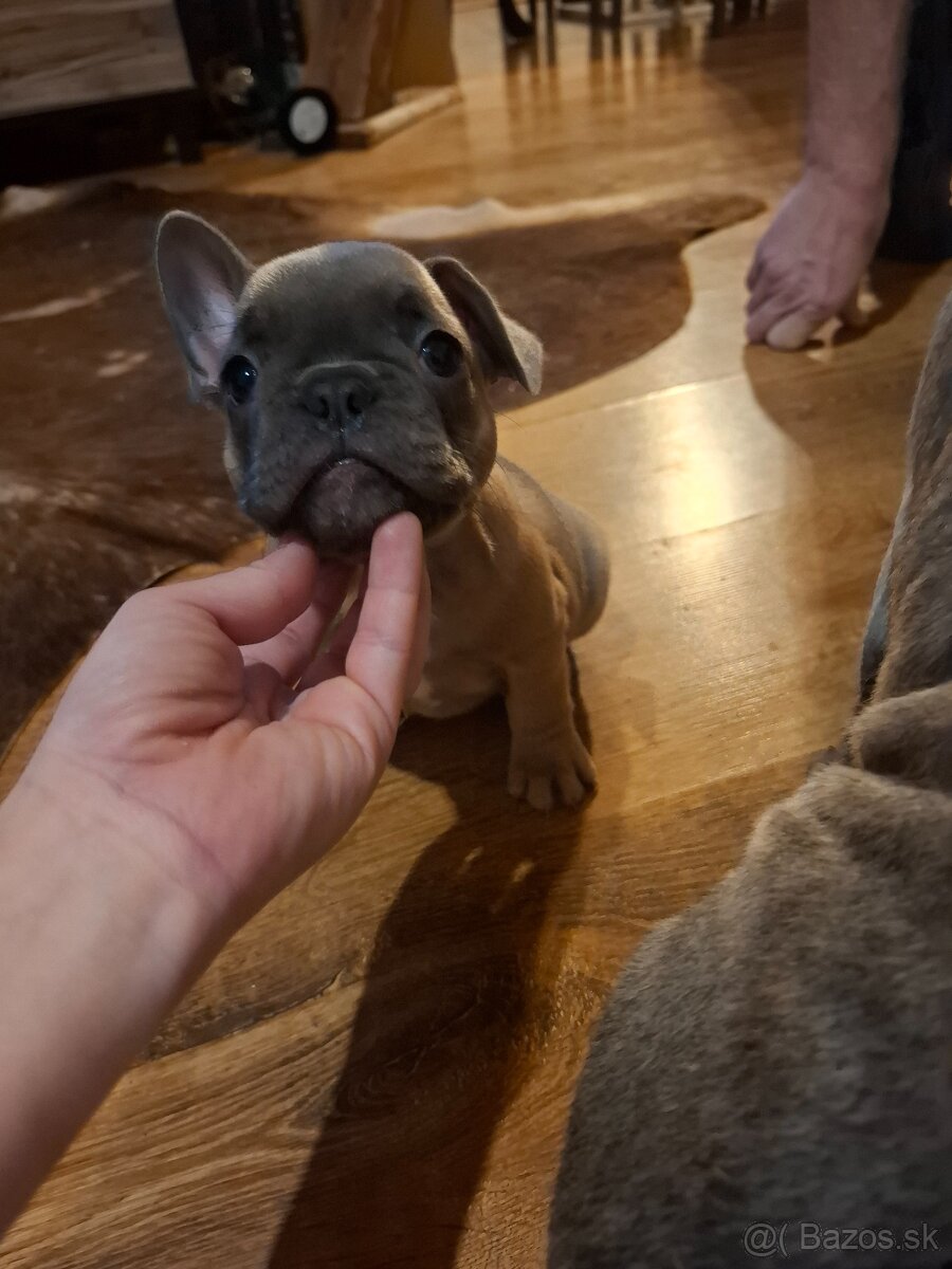 Francúzsky buldoček - 3