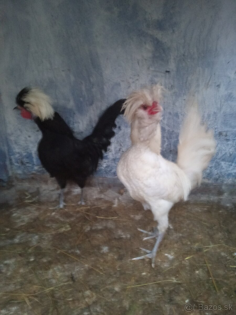 Kohút Holanďanka - 3
