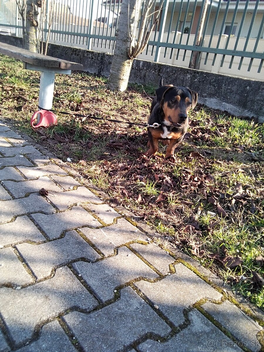 Darujem šteniatko psa - 3