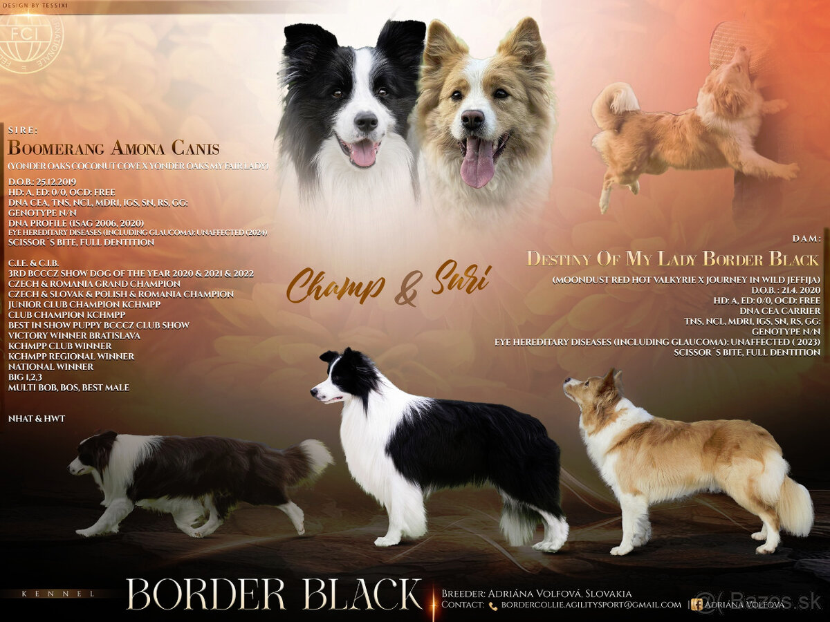 Borderská kólia, Border kólia s PP - 3