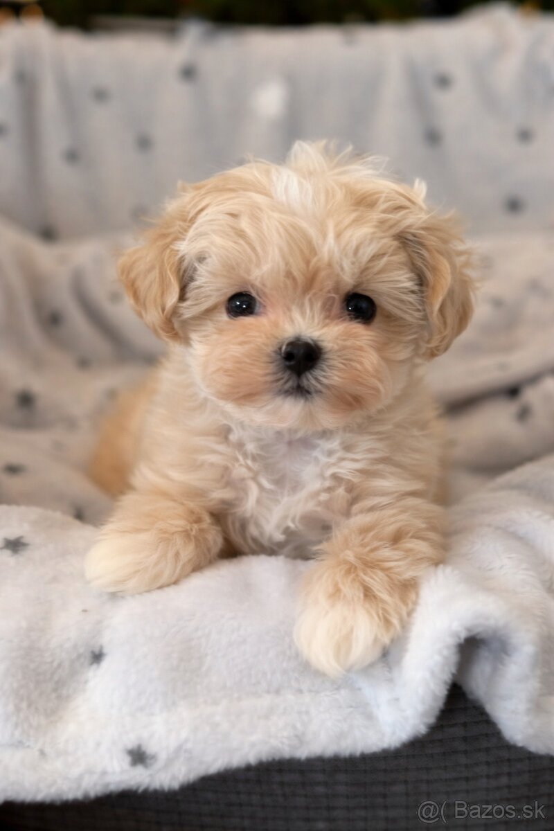 Maltipoo - 3
