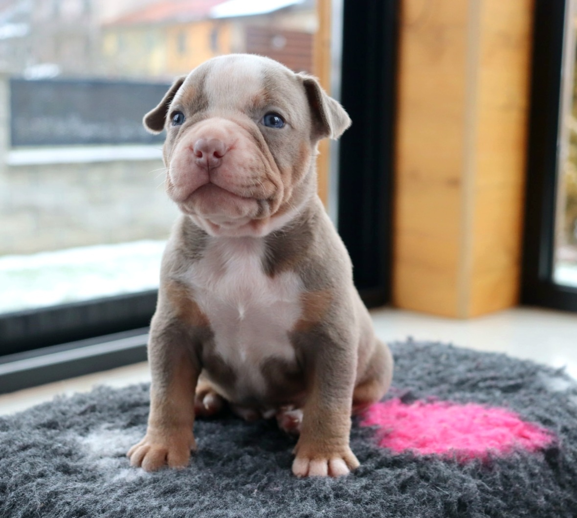 American bully - 3