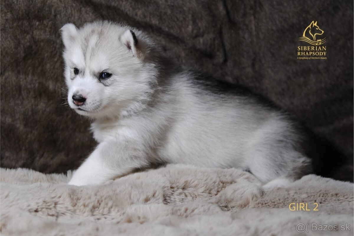Šteniatka Sibírsky Husky s PP - 3