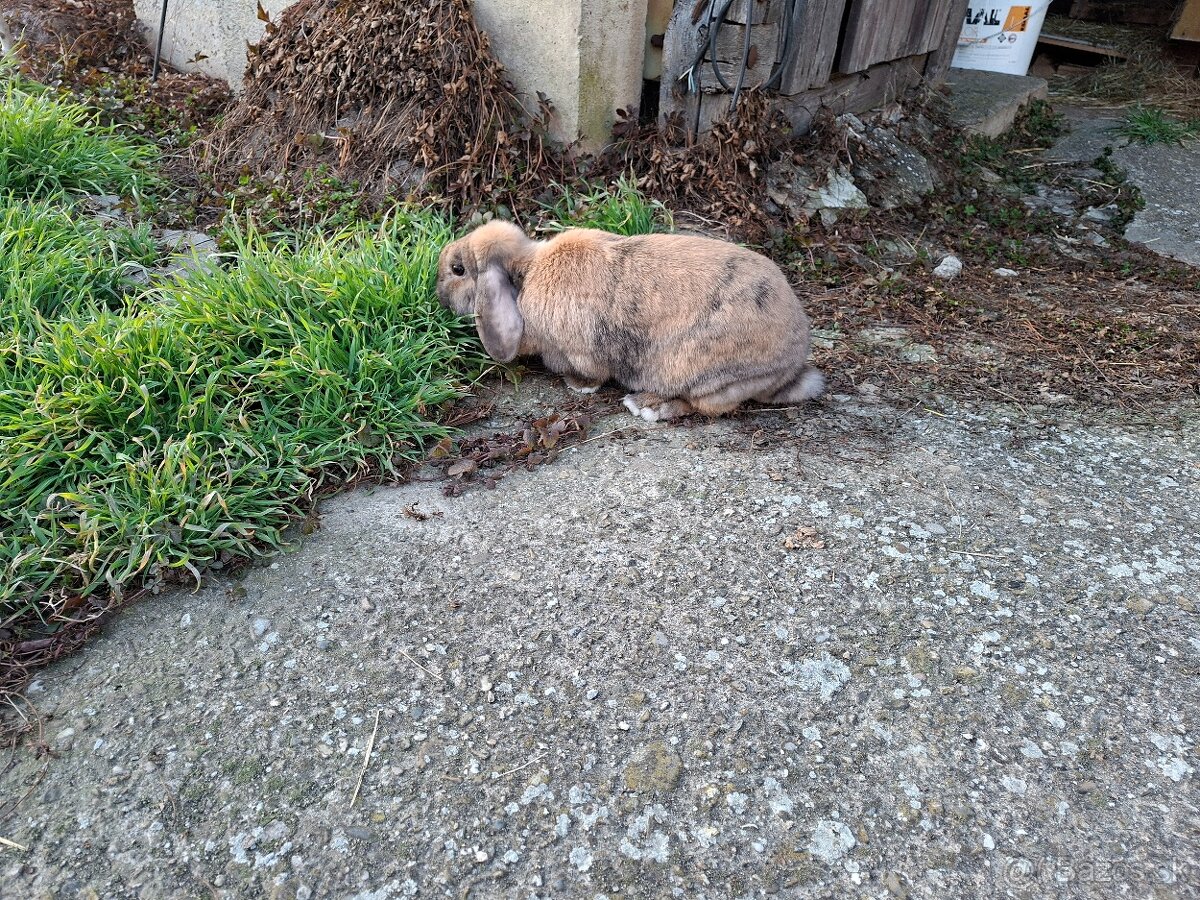 Zakrsly zajacik barancek - 3