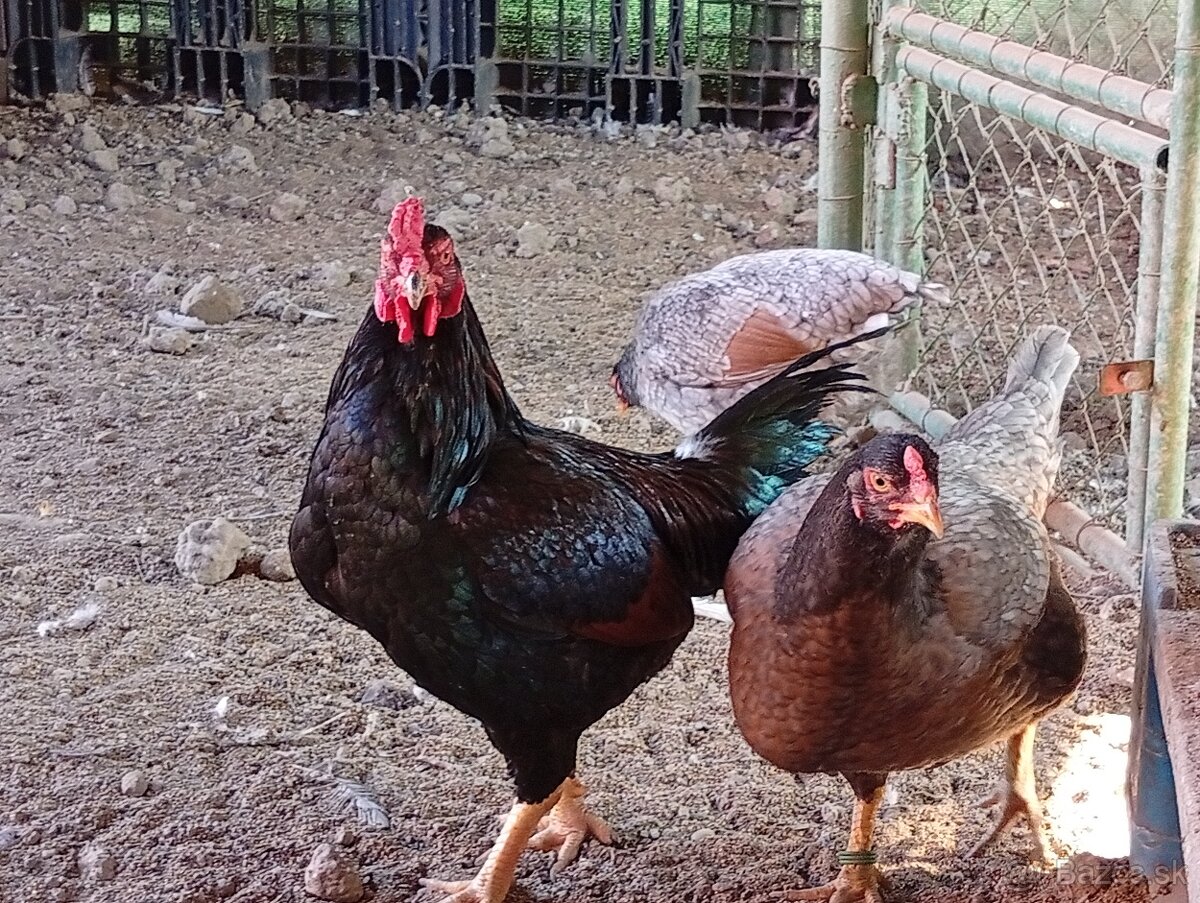 Indická bojovníčka - 3