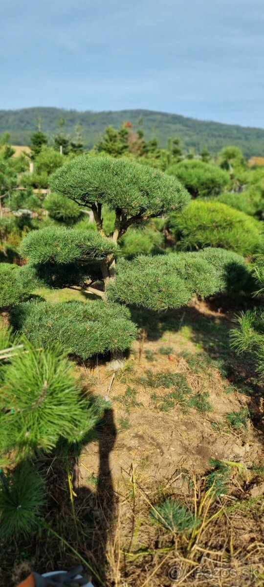 Záhradné bonsaje NIWAKI Pinus nigra - 3