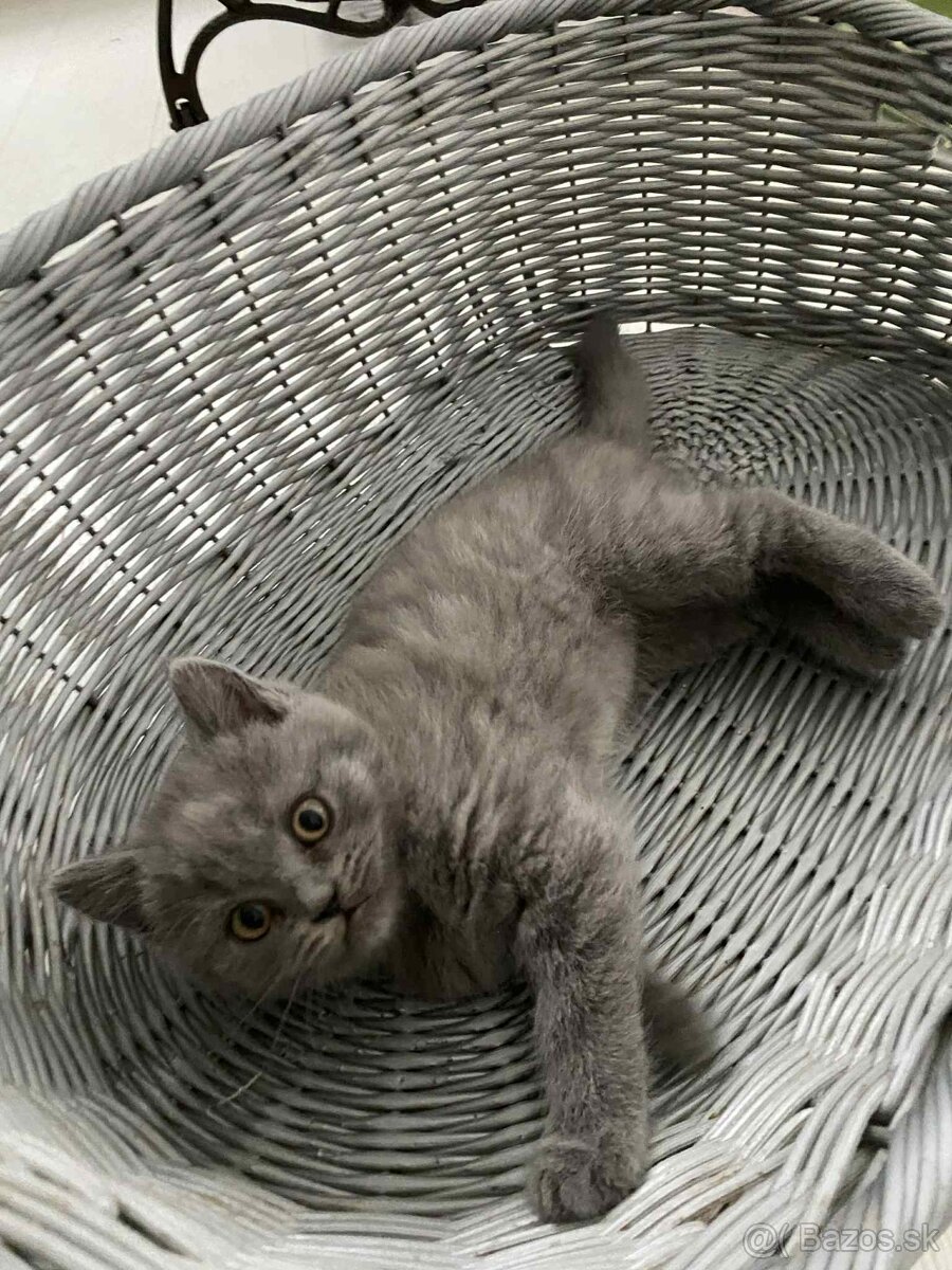 Britské modré mačiatka - 3